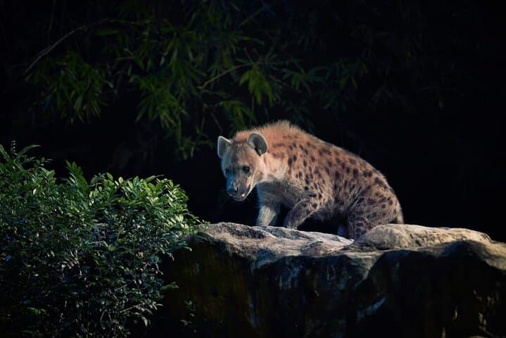Singapore Night Safari: After-Dusk Tram Ride & Walking Trails photo 6