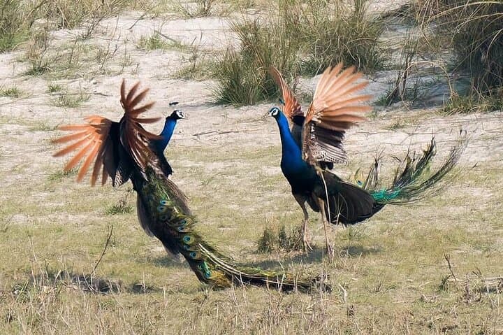 Bardia Jungle Safari: 5 Nights of Walking, Jeep Safaris & Karnali Rafting photo 2