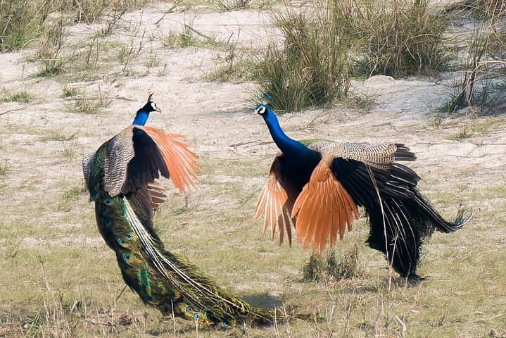 Bardia Jungle Safari: 5 Nights of Walking, Jeep Safaris & Karnali Rafting photo 6