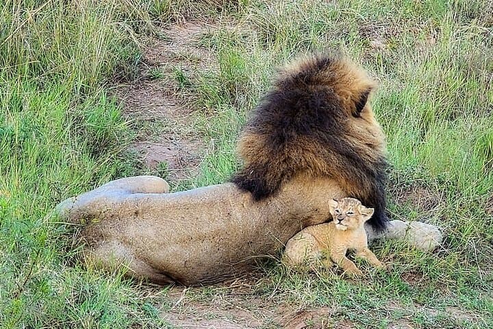 Maasai Mara Overnight Safari: Big Five and Mara River Picnic from Nairobi photo 5