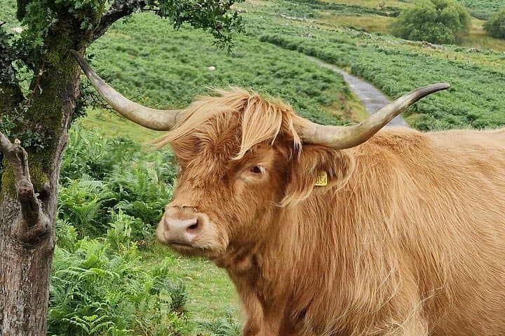 Dartmoor Unearthed: Full-Day Driving & Walking Tour from Paignton photo 5