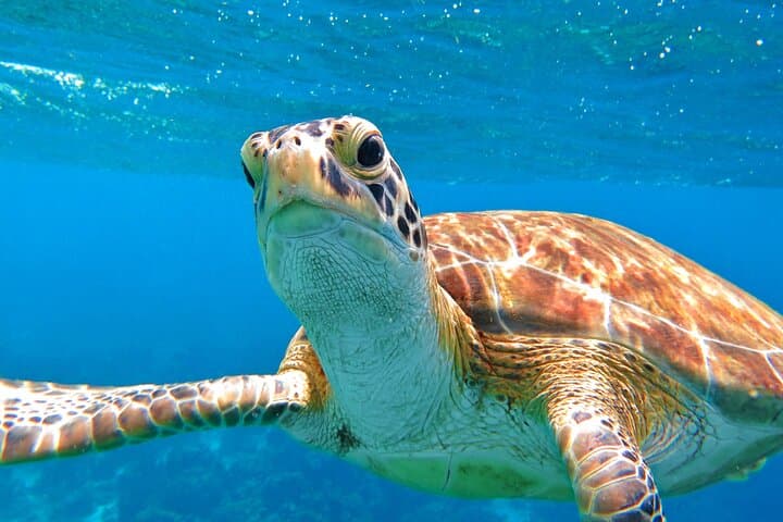 Snorkel with Sea Turtles at Frederiksted: St. Croix Turtle Cove Guide photo 2