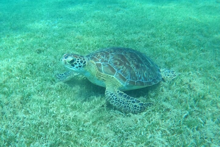 Snorkel with Sea Turtles at Frederiksted: St. Croix Turtle Cove Guide photo 4
