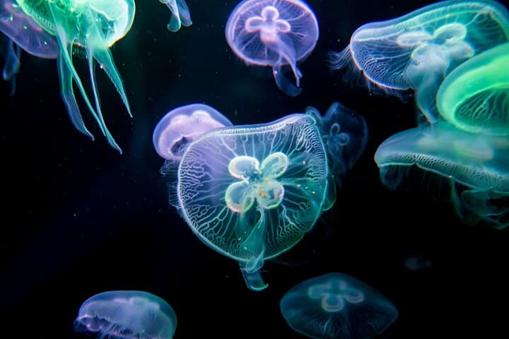 Antalya Aquarium: Skip-the-Line Tickets with Optional Alanya Transfer photo 6