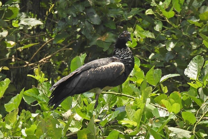 Amazonas Jungle Birdwatching Day Tour: Full-Day Birding in the Colombian Amazon photo 2