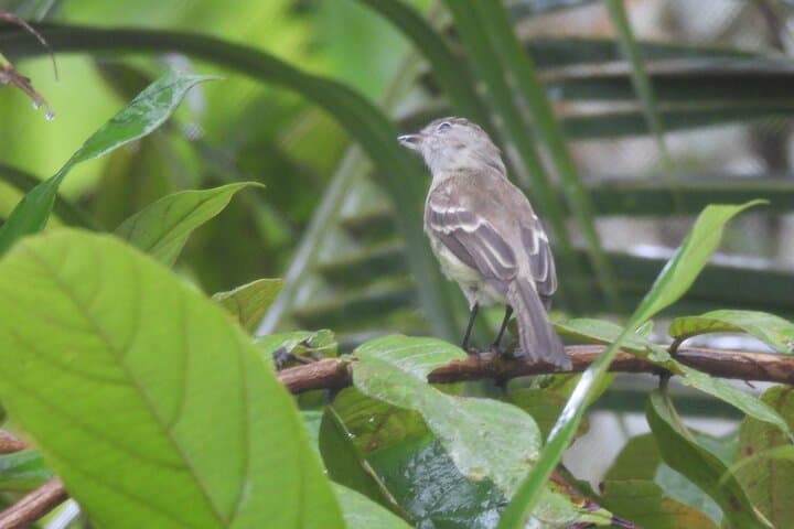 Amazonas Jungle Birdwatching Day Tour: Full-Day Birding in the Colombian Amazon photo 3