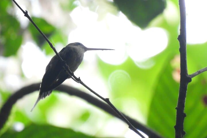 Amazonas Jungle Birdwatching Day Tour: Full-Day Birding in the Colombian Amazon photo 5