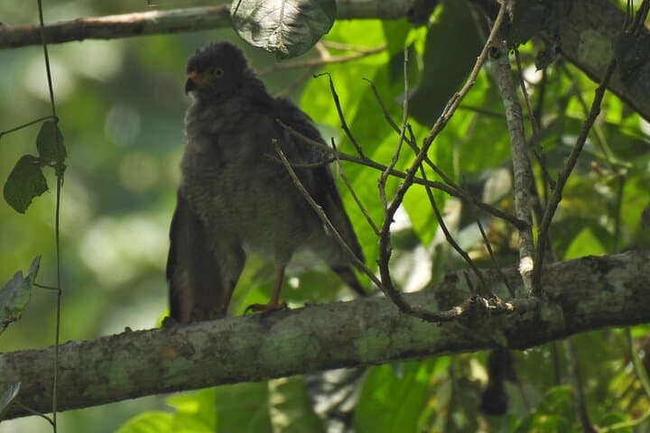 Amazonas Jungle Birdwatching Day Tour: Full-Day Birding in the Colombian Amazon photo 6