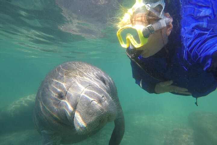 Private Manatee Snorkel Tour in Crystal River: Swim Among Giants with Expert Guides