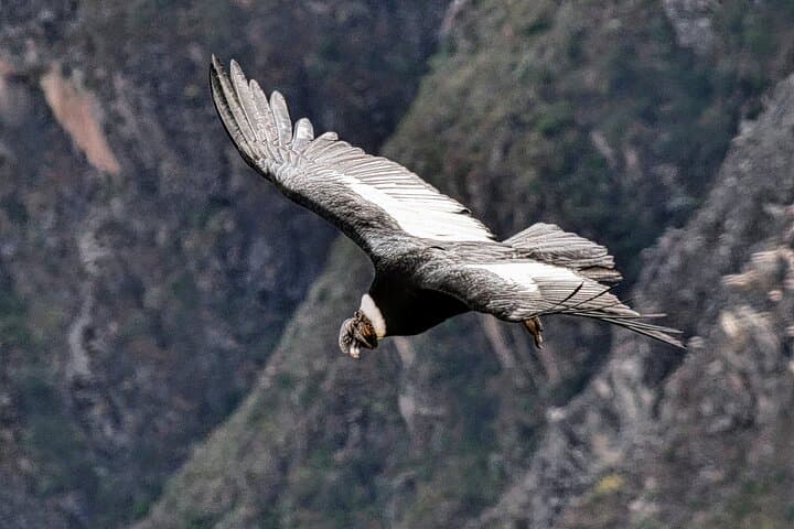 Puno to Colca Canyon in 2 Days: Condors, Hot Springs & Andean Villages photo 3