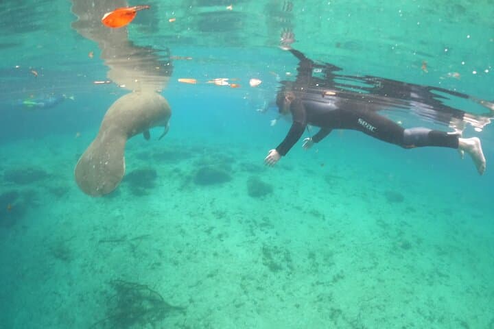 Private Manatee Snorkel Tour in Crystal River: Swim Among Giants with Expert Guides photo 2