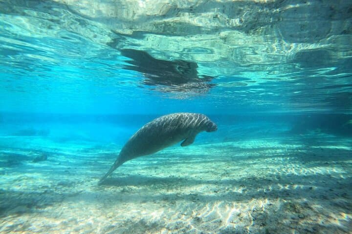 Crystal River Manatee Snorkel Tour — Semi‑Private Guided Swim with Free Photos photo 3