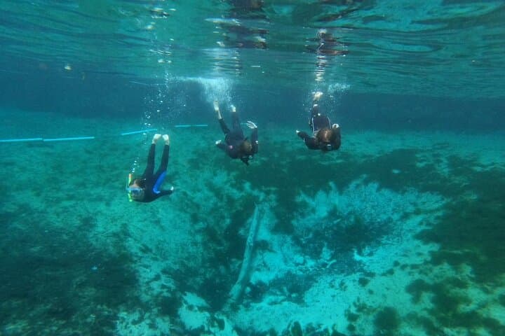 Crystal River Manatee Snorkel Tour — Semi‑Private Guided Swim with Free Photos photo 4