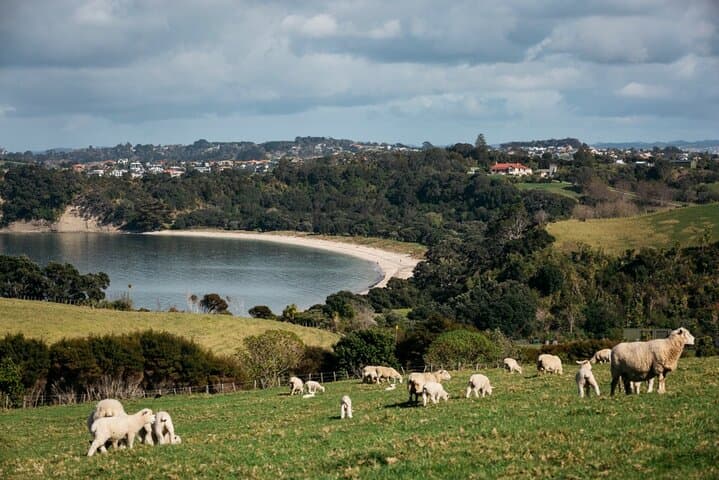 Auckland North Shore Hidden Gems: Shakespear, Long Bay & Takapuna Day Tour