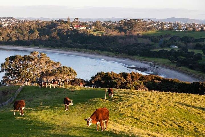 Auckland North Shore Hidden Gems: Shakespear, Long Bay & Takapuna Day Tour photo 2