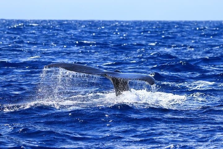 Kona Private Fishing & Snorkel Charter on Ocean Encounters II photo 5
