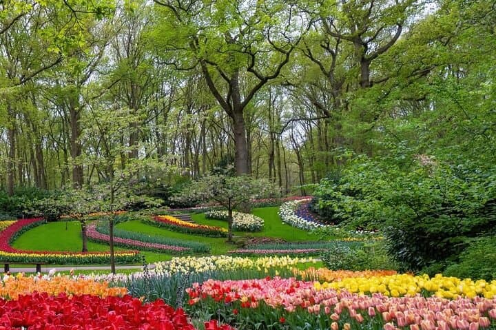 Keukenhof & Zaanse Schans Private Tulip and Windmill Tour from Amsterdam photo 3