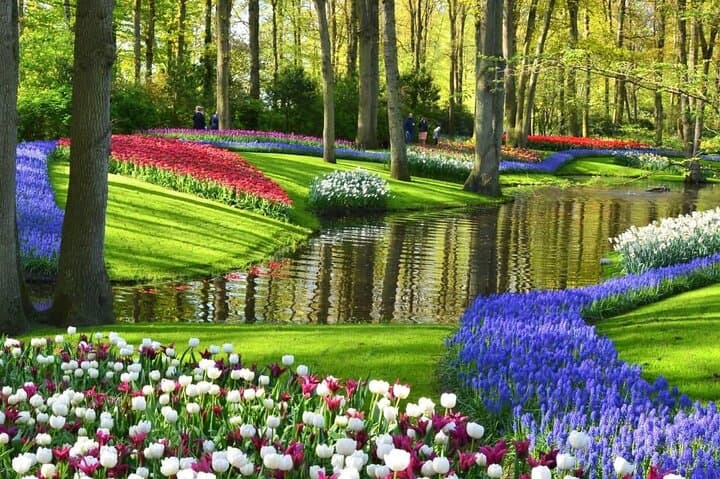 Keukenhof & Zaanse Schans Private Tulip and Windmill Tour from Amsterdam photo 4