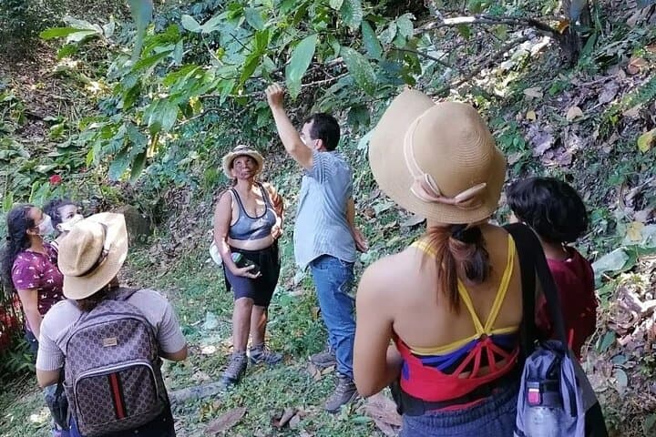 Minca Hidden Waterfall Tour: Coffee, Cocoa & Cascada Escondida Day Trip photo 2