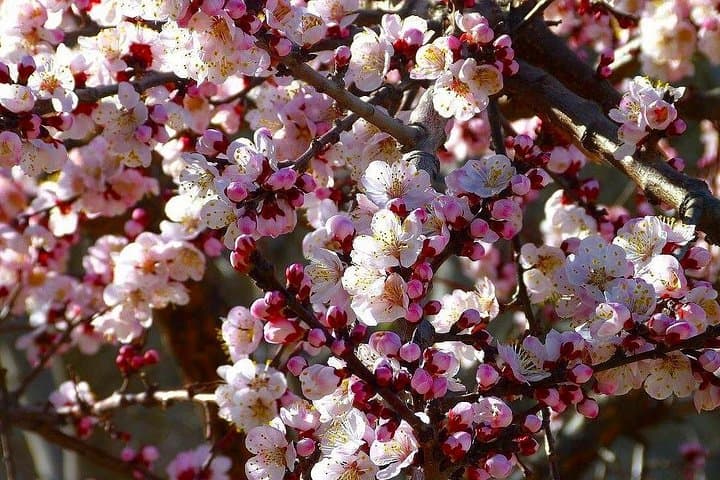 Hunza Cherry Blossom Tour: 13-Day Northern Pakistan Spring Adventure
