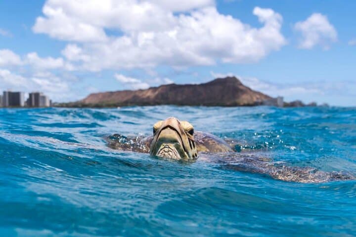 Waikiki Turtle Canyon Snorkel Adventure: Small-Group Raft Tour to Swim with Sea Turtles photo 6