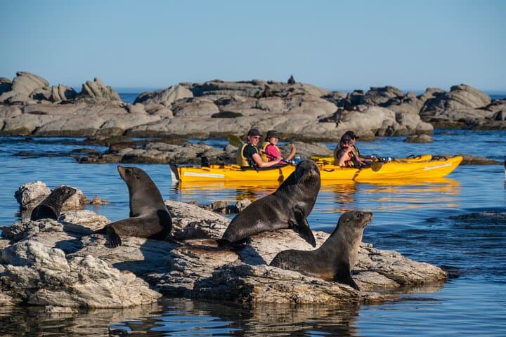 Kaikoura Wildlife Sea Kayaking — Paddle With Seals, Dolphins & Whales photo 4