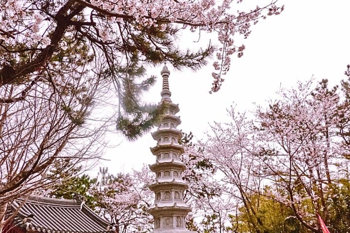 Busan Cherry Blossom & Top Attractions City Tour — Spring Sights and Coastal Views photo 2
