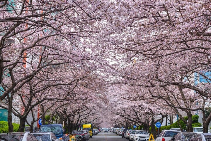 Busan Cherry Blossom & Top Attractions City Tour — Spring Sights and Coastal Views