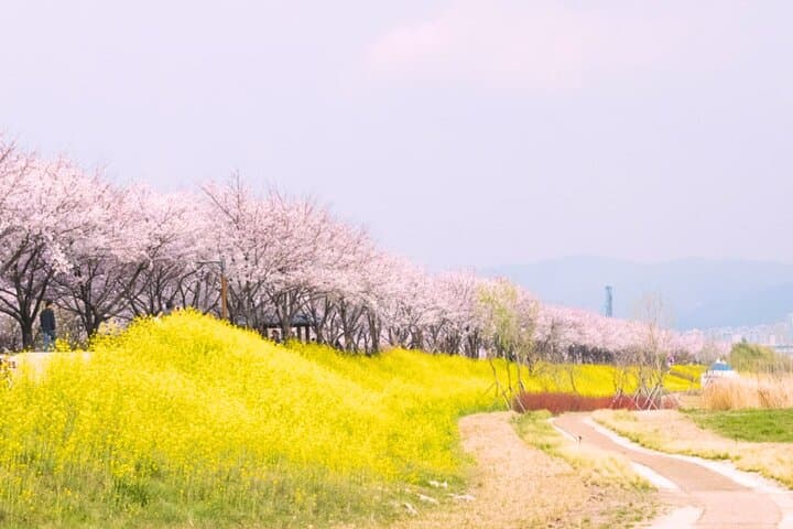 Busan Cherry Blossom & Top Attractions City Tour — Spring Sights and Coastal Views photo 4