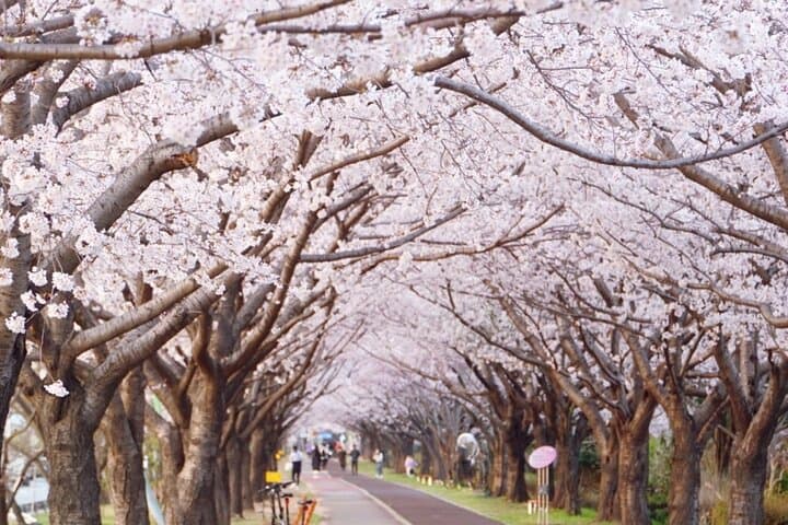 Busan Cherry Blossom & Top Attractions City Tour — Spring Sights and Coastal Views photo 5