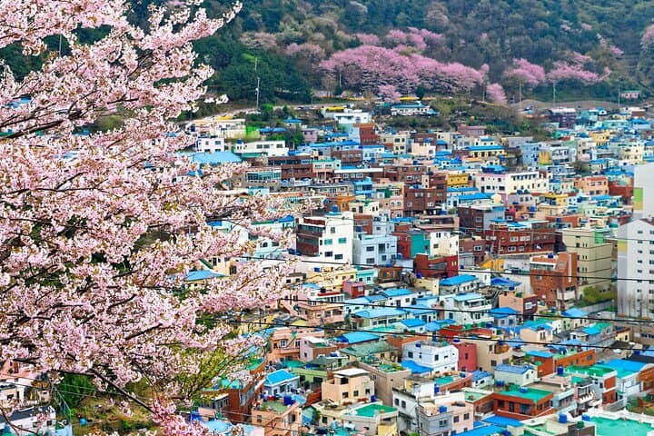 Busan Cherry Blossom & Top Attractions City Tour — Spring Sights and Coastal Views photo 6