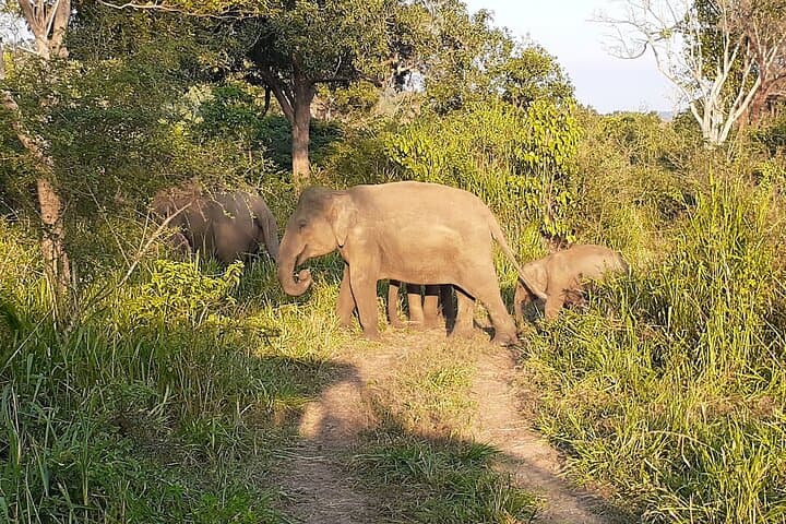 Yala National Park Safari: Shared 4x4 Game Drive for Leopard & Wildlife Viewing