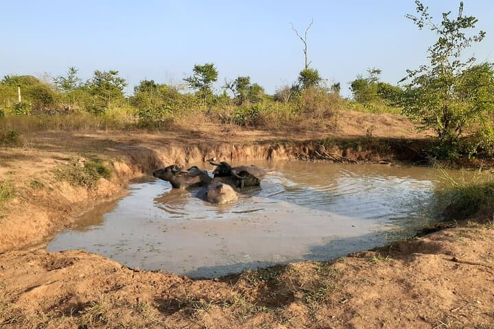 Yala National Park Safari: Shared 4x4 Game Drive for Leopard & Wildlife Viewing photo 2