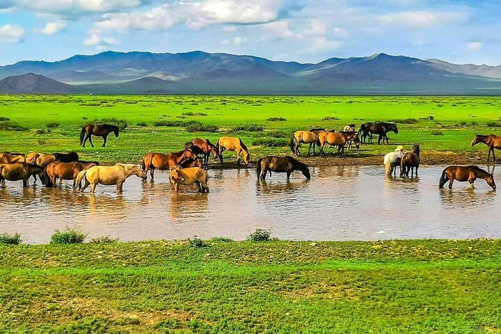 12-Day Mongolia Family Tour: Wild Horses, Gobi Dunes & Ger Camp Life photo 5