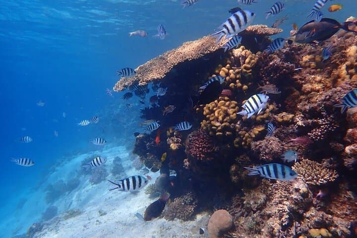 Hurghada 6-Island Speedboat Cruise: Dolphin Watching, Snorkelling & Sandbank Visit photo 3