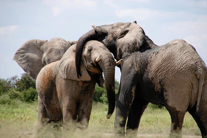 3-Day Private Mara Migration Safari: Luxury Game Drives & Maasai Culture photo 2
