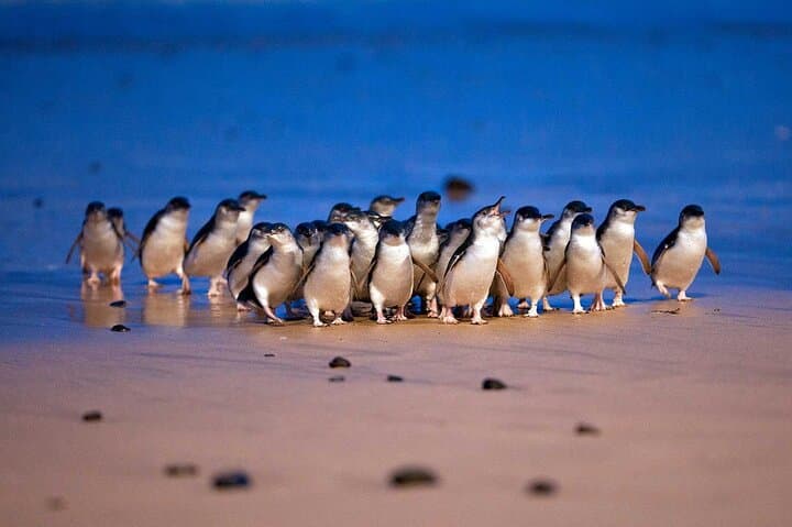Phillip Island Penguin Parade: Day Tour from Melbourne to See Little Penguins & Coastal Wildlife