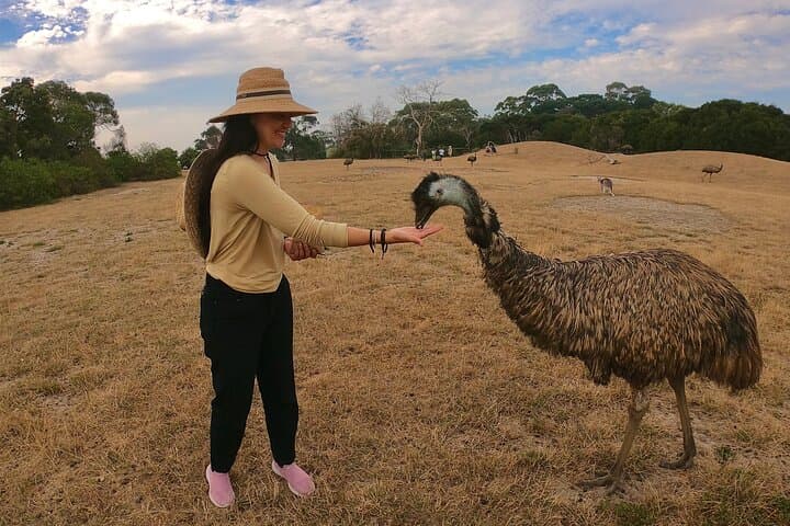 Phillip Island Penguin Parade: Day Tour from Melbourne to See Little Penguins & Coastal Wildlife photo 5