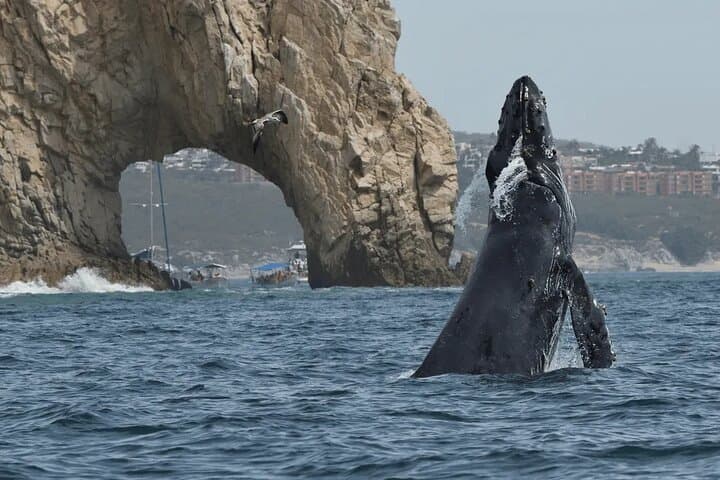 Cabo Whale Watching & Arch Cruise — 2-Hour Tour to El Arco and Lovers Beach