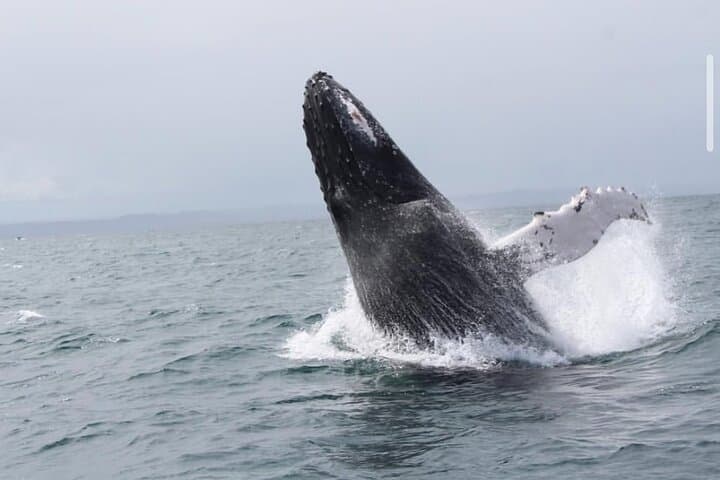 Cabo Whale Watching & Arch Cruise — 2-Hour Tour to El Arco and Lovers Beach photo 2