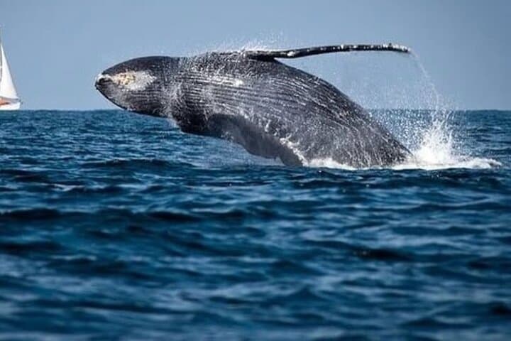 Cabo Whale Watching & Arch Cruise — 2-Hour Tour to El Arco and Lovers Beach photo 3