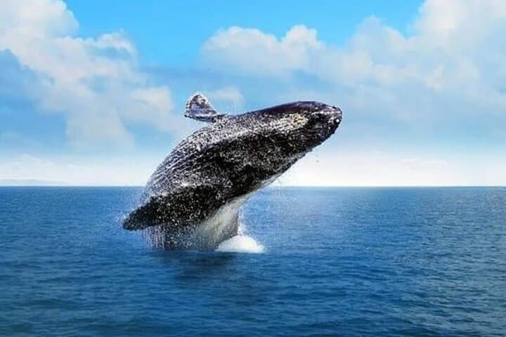Cabo Whale Watching & Arch Cruise — 2-Hour Tour to El Arco and Lovers Beach photo 4