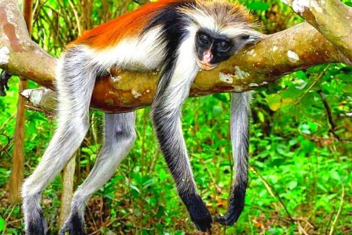 Jozani Forest Half-Day: Discover Red Colobus & Mangrove Boardwalk photo 6