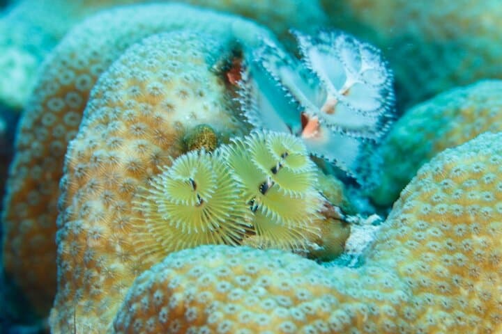 Unlimited Diving in Bonaire — 6-Day Air & Nitrox Package photo 2