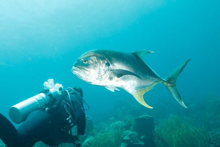 Unlimited Diving in Bonaire — 6-Day Air & Nitrox Package photo 3