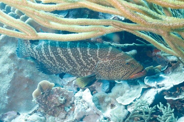 Unlimited Diving in Bonaire — 6-Day Air & Nitrox Package photo 5