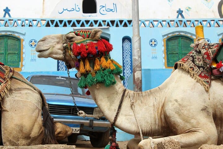 Sunset Camel Ride on Luxor's West Bank Along the Nile