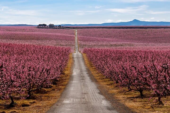 Aitona Cherry Blossom Day Trip from Barcelona: Private Car Tour & Orchard Tasting