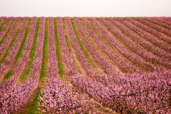 Aitona Cherry Blossom Day Trip from Barcelona: Private Car Tour & Orchard Tasting photo 2