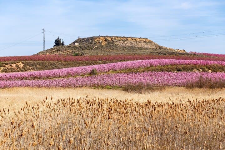 Aitona Cherry Blossom Day Trip from Barcelona: Private Car Tour & Orchard Tasting photo 3